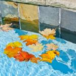 fall leaves floating in swimming pool water