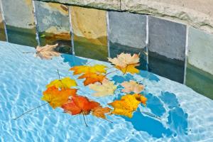 fall leaves floating in swimming pool water
